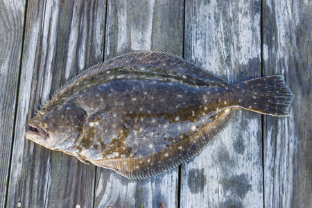 fish, flounder