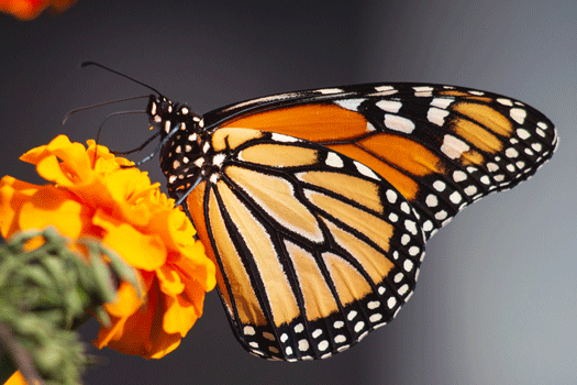 monarch butterfly feeding on marigold flower