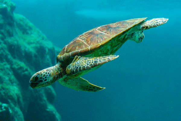 turtle, sea turtle, turtle swimming